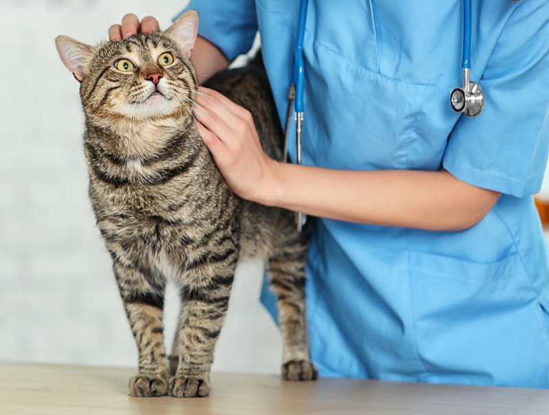 Veterinary Jobs in Anthem