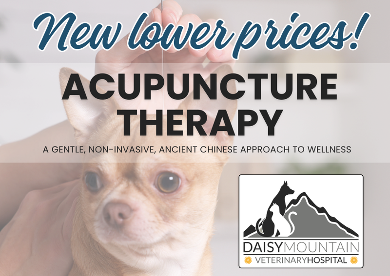 Carousel Slide 2: Pet Acupuncture